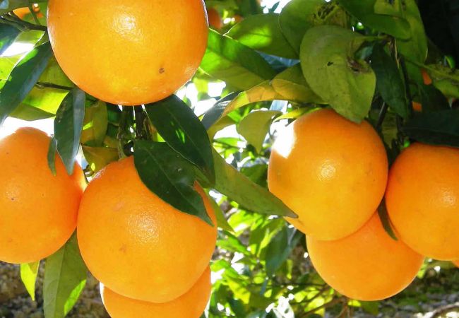 Cottage in Frigiliana - Frigiliana 010 Cottage in Frigiliana - Frigiliana 010