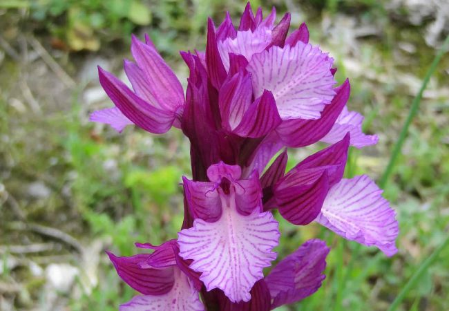 Cottage in Frigiliana - Frigiliana 010 Cottage in Frigiliana - Frigiliana 010